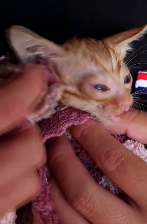 C1710029_Rescue kitten lost its mother #rescue #rescueanimals #animals #anim…_part2