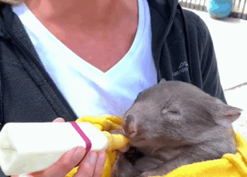C1710030_Rescue baby wombat lost his mother #rescue #rescueanimals #animals_part2