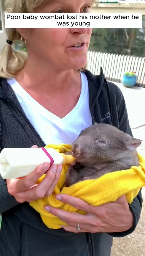 C1710030_Rescue baby wombat lost his mother #rescue #rescueanimals #animals_part2