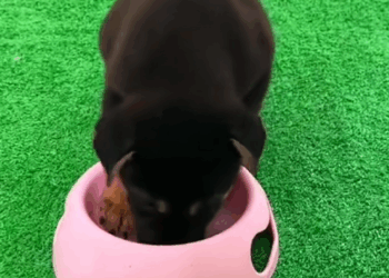 C0210018_woman found newborn puppy on street raised it#animal_part2