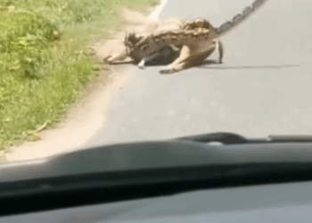 C2310001_Baby deer thanked man who saved him python ._part2