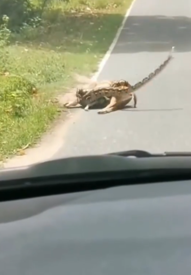 C2310001_Baby deer thanked man who saved him python ._part2