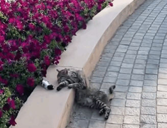 C2310004_Rescue family of cats._part1