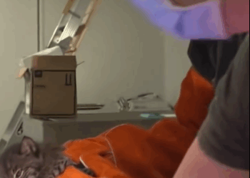 C2310005_The final moments of a dying animal_part1