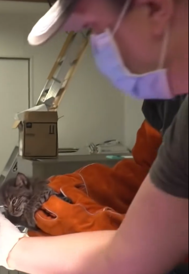 C2310005_The final moments of a dying animal_part1