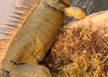 C2310006_young man rescued dragon tamed raised it_part1