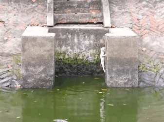 C2310008_This animal knew it was the end_part1