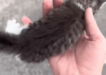 C2310009_kitten lost its mother wandering on road was adopted_part1