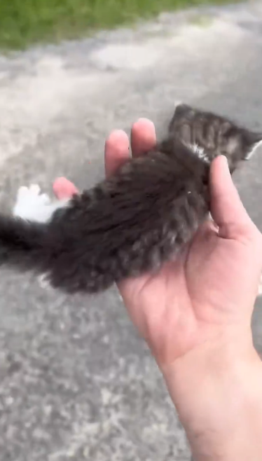C2310009_kitten lost its mother wandering on road was adopted_part1