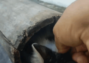 C2310010_A silent cry no one heard_part1