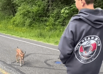 C0210019_family rescued baby deer stuck in gate then #animal #a…_part2