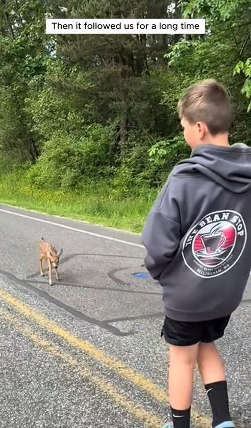 C0210019_family rescued baby deer stuck in gate then #animal #a…_part2