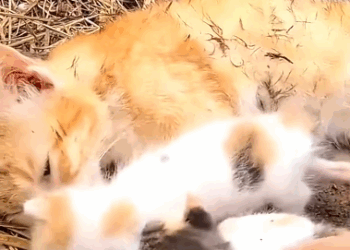 C2310011_Left alone to die in the cold_part1