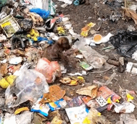 C2310012_Watching death slowly take over_part1