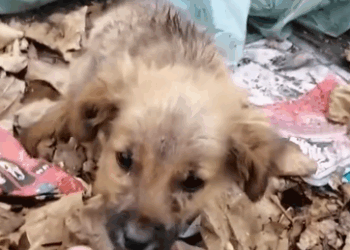 C2310014_Rescue baby dog abandoned at landfill_part1