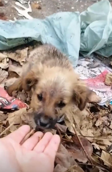 C2310014_Rescue baby dog abandoned at landfill_part1