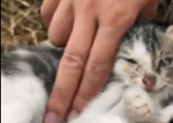 C2310015_When pain becomes too much to bear_part1