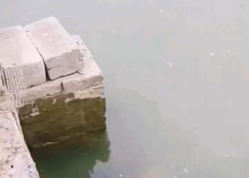 C2310017_dog jumped down to save kitten Dogs should receive more respect_part1