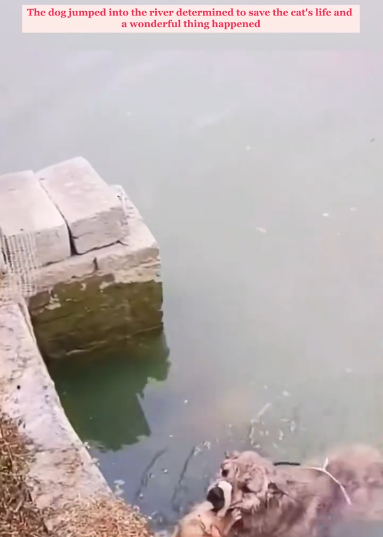 C2310017_dog jumped down to save kitten Dogs should receive more respect_part1