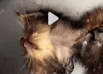 C2310018_The animal that gave up on life_part1