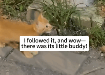 C2410001_What did spot on my way back night._part2