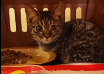 C2410002_kitty falling sky _part2