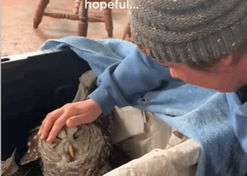 C0210020_family found rescued an injured owl #animals #rescueanimals_part2