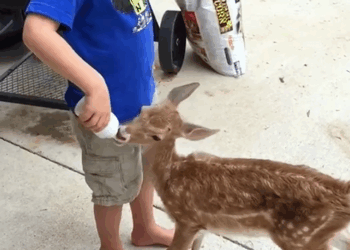 C0110001 Baby deer knows howto say thank you to his benefactor_part2