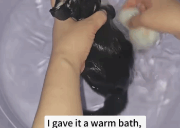 C2410004_Rescued kitten fell into drain_part2