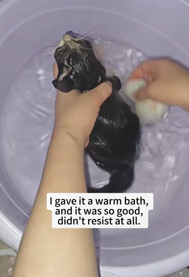 C2410004_Rescued kitten fell into drain_part2