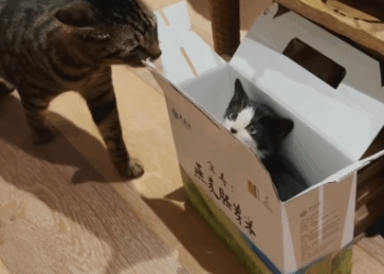 C2410005_My heart went out when found kitten in heavy rain_part2