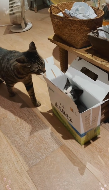 C2410005_My heart went out when found kitten in heavy rain_part2