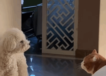 C2410006_Our pet big guy just jumped out window!_part2