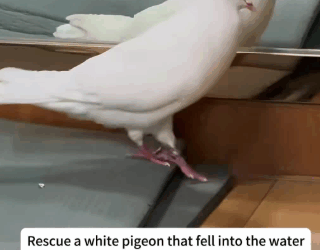 C2410007_Rescue white pigeon fell into water _part2