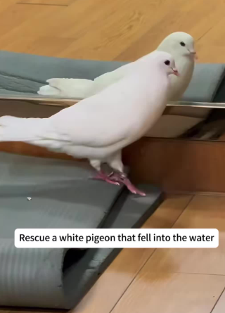C2410007_Rescue white pigeon fell into water _part2