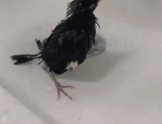 C2410008_Rescue baby bird has lost its nest_part2