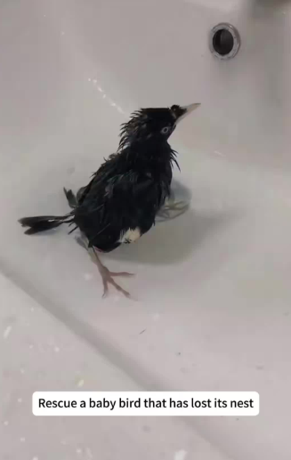C2410008_Rescue baby bird has lost its nest_part2
