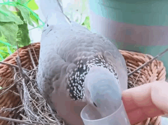 C2410009_Rescue dove family then_part2