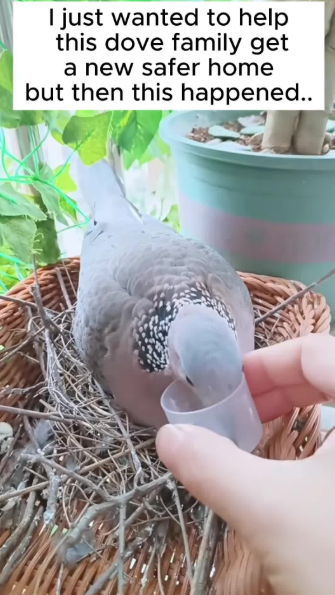 C2410009_Rescue dove family then_part2