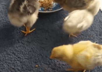 C2410010_Woman found abandoned baby chicks in styrofoam box then happend_part2