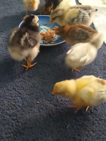 C2410010_Woman found abandoned baby chicks in styrofoam box then happend_part2