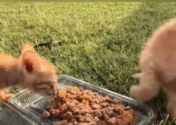 C2410011_Today, decided to bring them home._part2