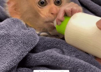 C0210021_Rescue poor monkey #rescue #fyp #animals #save #animalsrescue #monkey_part2