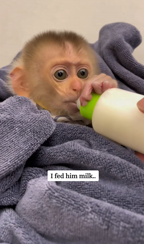 C0210021_Rescue poor monkey #rescue #fyp #animals #save #animalsrescue #monkey_part2