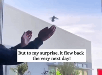 C2410013_found hummingbird hanging onto honey jar then _part2