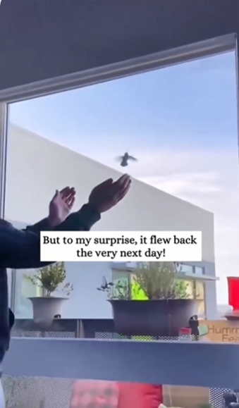 C2410013_found hummingbird hanging onto honey jar then _part2