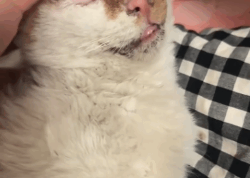 C2410014_While walking my dog, found cat lying motionless on ground an…_part2