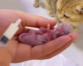 C2410015_Poor kitten_part2