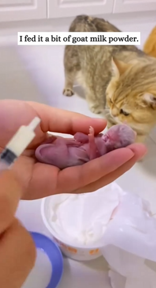 C2410015_Poor kitten_part2