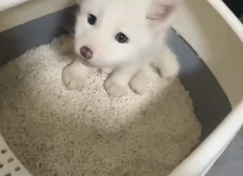 C2510001_man found lost white fox gave it warm home #animalshorts…_part2